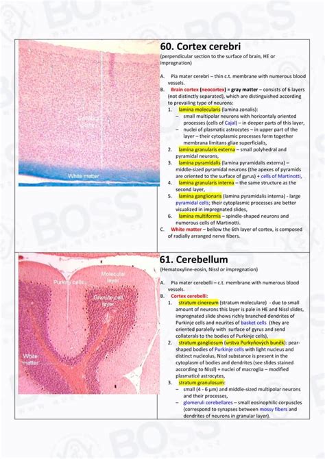 Histology slide guide