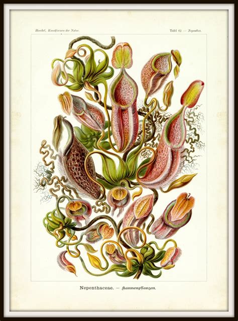Pitcher Plant Botanical Illustration Plant Pitcher Pitcher | Etsy