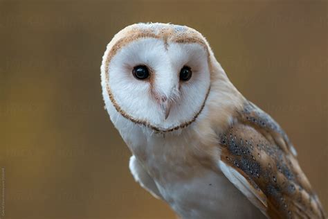 Barn Owl Tyto Alba Del Colaborador De Stocksy Gabriel Ozon Stocksy