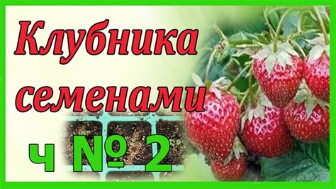 Посадка клубники крупноплодной семенами на рассаду ч. № 2 . - YouTube