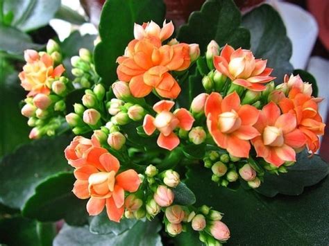 Каланхоэ Каландива: уход в домашних условиях, описание, размножение и ...