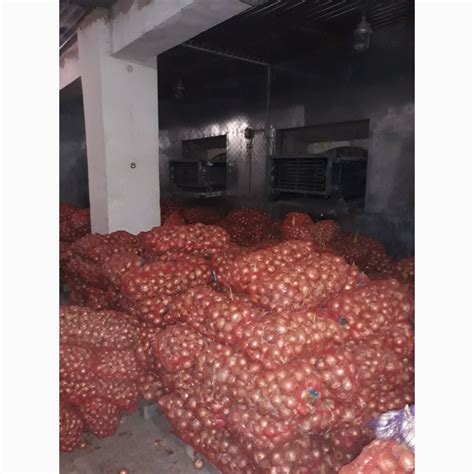 Продам лук халцедон, купить лук халцедон, Днепропетровская обл — Agro ...