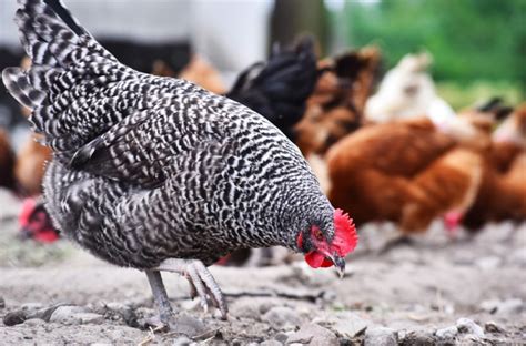 Barred Rock Chickens