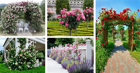 30 Beautiful Rose Garden Ideas for Your Backyard