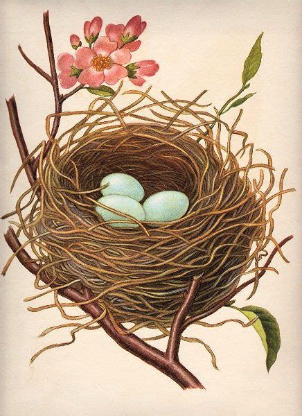 Nest W Robin S Eggs The Graphics Fairy Clip Art Vintage Bird Art