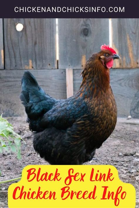 Black Sex Link Chicken Breed Info Where To Buy Chicken Chicks Info