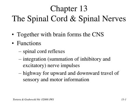 Ppt Chapter 13 The Spinal Cord And Spinal Nerves Powerpoint Presentation Id 1184450