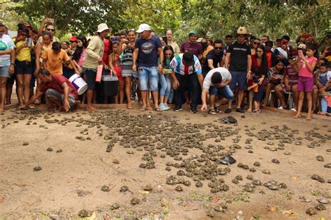 Comunidade faz soltura de mais de 3 mil quelônios na Área de Proteção