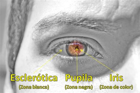 C Mo Se Llaman Las Partes Visibles Del Ojo Saber Es Pr Ctico