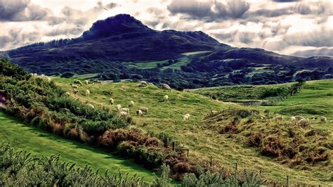 Sheep,mountain sheeps,creature,nature,animal - free image from needpix.com