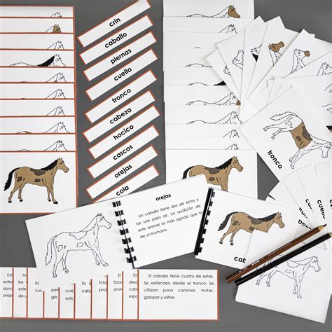 Spanish Mammal (Horse): Complete Nomenclature Set - Cathie Perolman ...