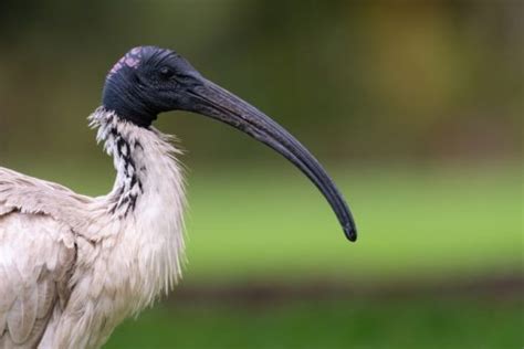 White Ibis