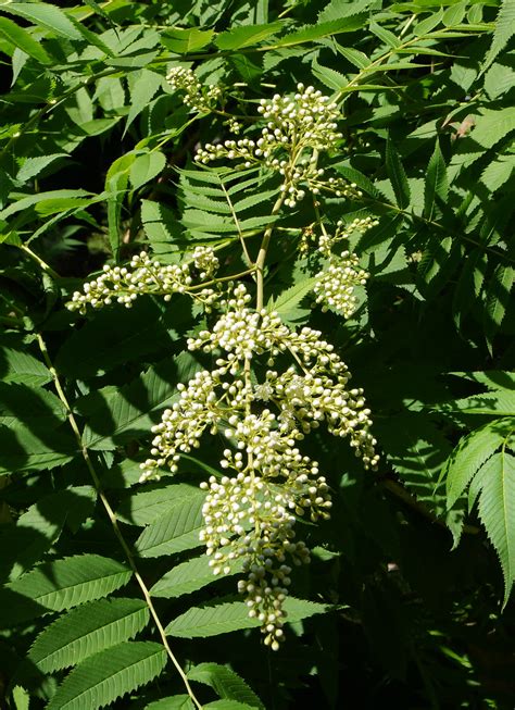 Sorbaria sorbifolia - Изображение особи - Плантариум