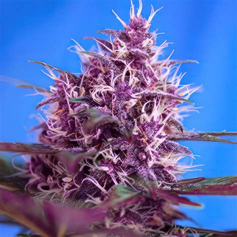 Red Poison Autoflower Feminized Seeds Greybeard Seeds