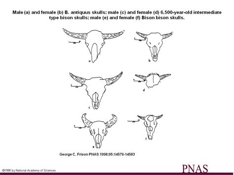 Old Bison Horns? - Fossil ID - The Fossil Forum