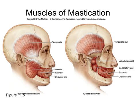 Reactive Muscles Get More Benefits From Your Exercise Program With Less Risk Of Injury