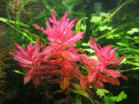 Rotala Macrandra Red