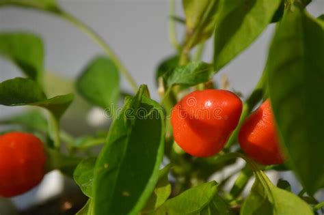 Orange Colored Pointed Peppers Still On The Branch Stock Photo Image