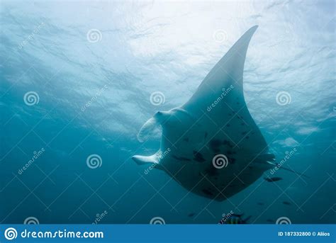 Manta ray. stock photo. Image of humor, cuddly, feline - 187332800