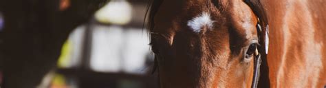 Experienced Stud Hand Horse Jobs Aus