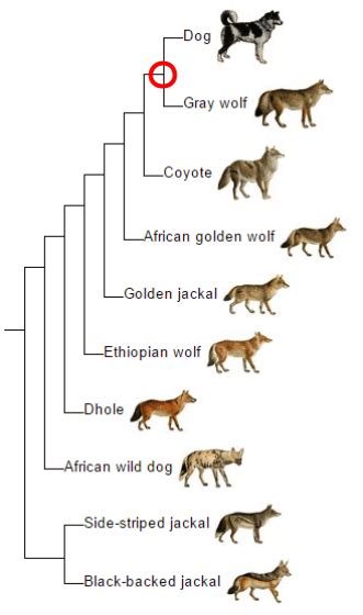 How Did Dog Breeds Evolve