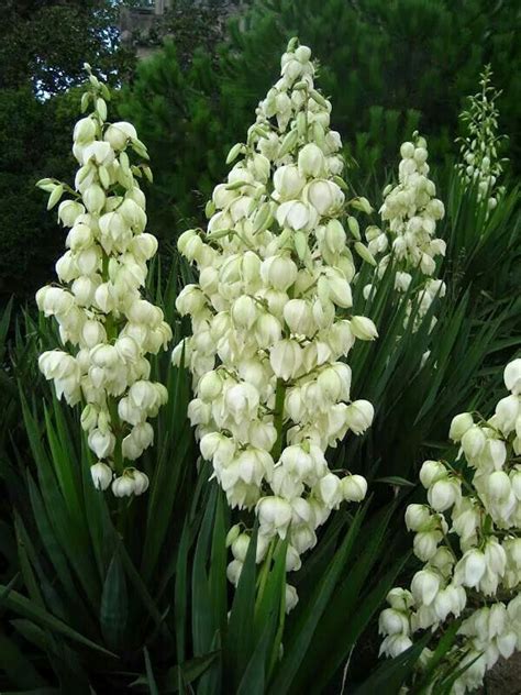 Flor de Izote, Flor nacional de El Salvador | Yucca plant, Planting ...