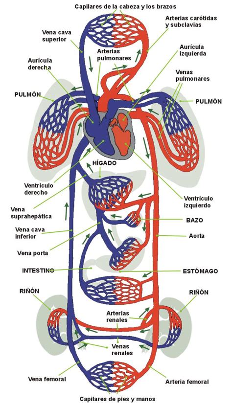 Sistema Circulatório Completo - O Que É: Sistema Circulatório – Chaingang Design