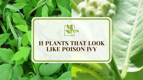 11 Plants That Look Like Poison Ivy List Of Similar Leaves