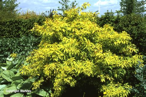 Бузина Ауреа (67 фото) » НА ДАЧЕ ФОТО