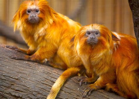 golden lion tamarin connecticuts beardsley zoo