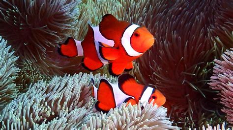 nemo  meanie clownfish stripes predict aggressiveness
