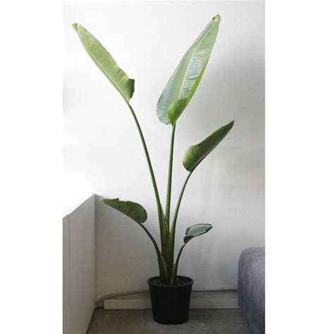 Стрелиция Альба - present-simple.by