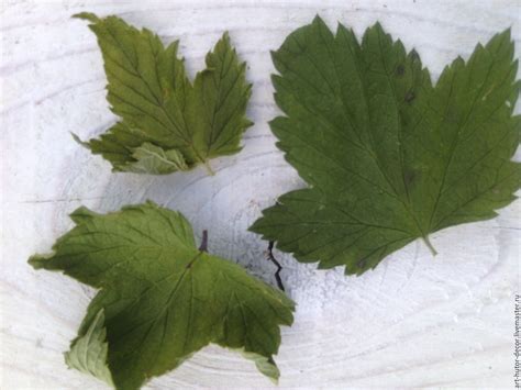 ЛИСТ СМОРОДИНЫ - Всё о здоровье, №2008315705 | Фотострана – cайт ...