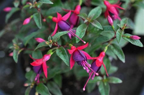 Как правильно посадить фуксию, какой горшок выбрать, в какой почве ...