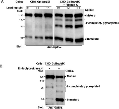 The co-expression of filamin A with GpIb/IX in CHO cells results in ...