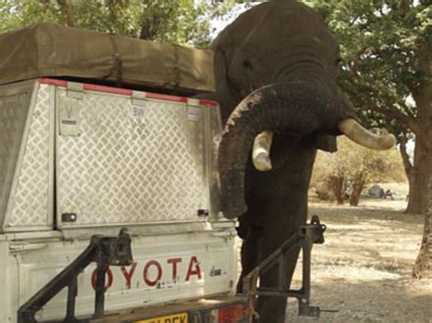Cheeky Elephant Uses Its Trunk To Break Into Van For Food