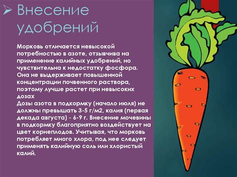 Технология возделывания моркови - презентация онлайн