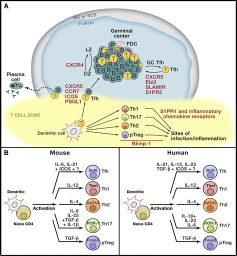 T Follicular Helper Cell Differentiation Function And Roles In