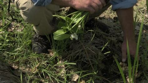 Herbarium How To Press Plants