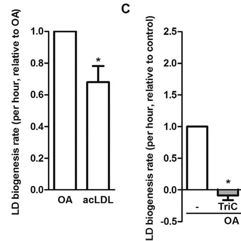 Macrophage Lipid Droplet Ld Biogenesis With Oleic Acid Or Acetylated