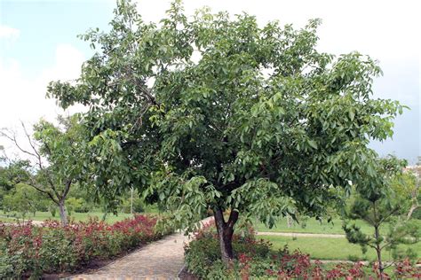 Грецкий орех: описание, фото, выращивание и уход | Дачный участок