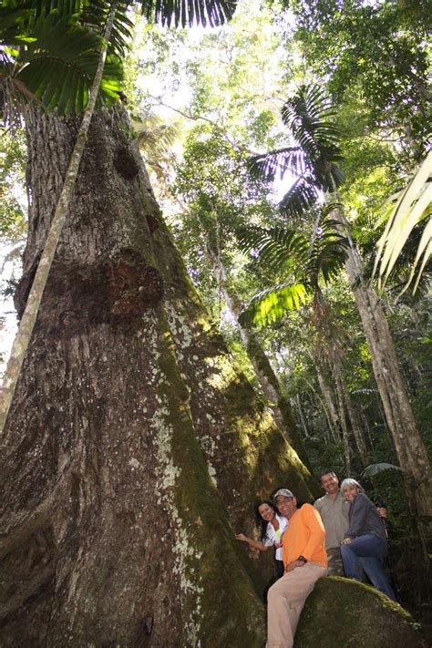 Venezuela Mi País de Maravillas Árboles Milenarios Colonia Tovar