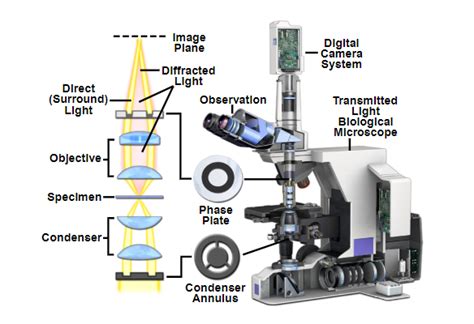 Brightfield Techniques Institute For Molecular Bioscience