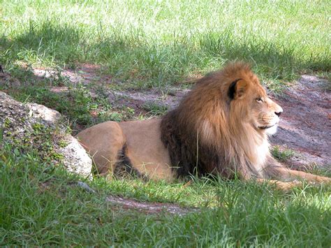 lion  zoo  stock photo public domain pictures