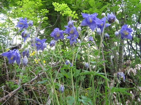 Over 20 Shade Loving Perennials And Annuals Rustic And Refined