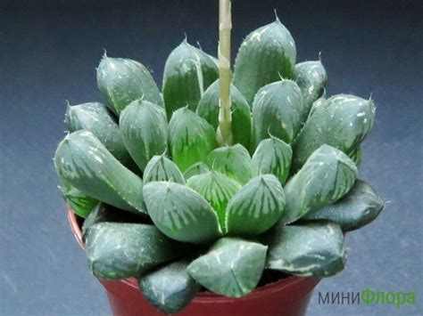 Хавортия (Haworthia) cooperi var. truncata 'Giant Form Variegata'