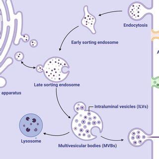 Biogenesis of extracellular vesicles (EVs) in eukaryotic host cells ... 