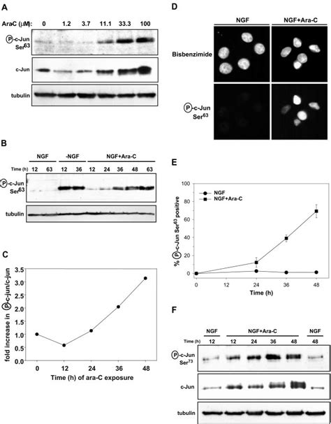 N Terminal Phosphorylation Of C Jun Is Induced During Neuronal