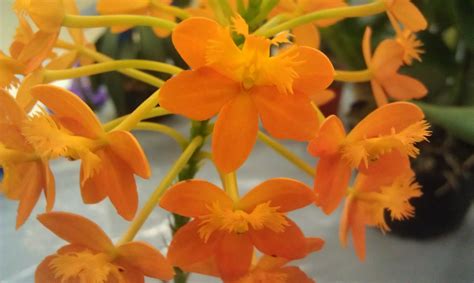 Plant Photography Epidendrum Golden Valley Hildos Orchid Cultivar