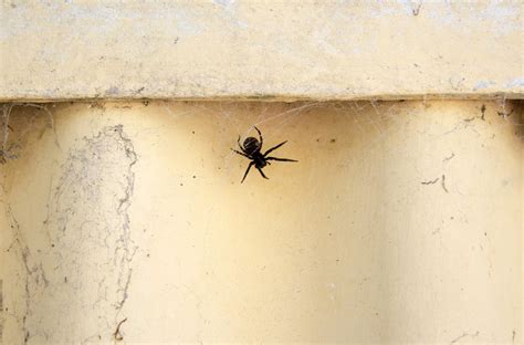 The common black house spider: a case of mistaken identity - Australian ...